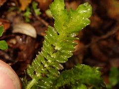 Schistochila nobilis