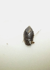 Naucoridae