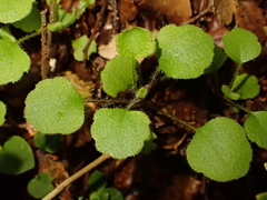 Lagenophora strangulata