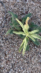 Sphaeralcea angustifolia