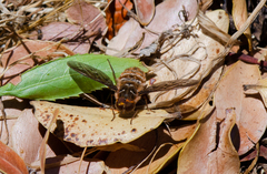 Hyrmophlaeba bellula