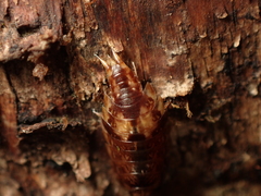 Styloniscus thomsoni