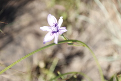Moraea inclinata