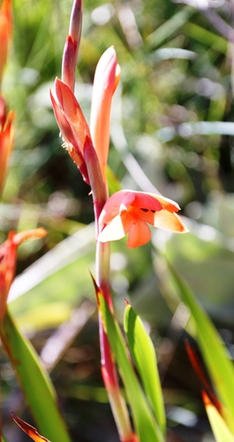 Image of Watsonia pillansii by (c) Tony Rebelo, some rights reserved (CC BY-SA)