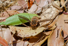 Hyrmophlaeba bellula