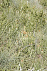 Helichrysum herbaceum
