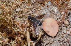 Hemipenthes differens