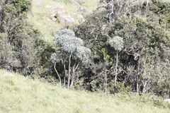 Cussonia paniculata sinuata