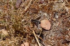 Hemipenthes differens