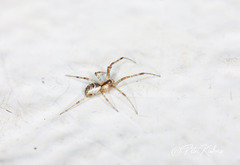 Pityohyphantes phrygianus