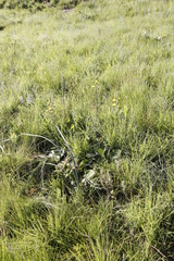Berkheya rhapontica