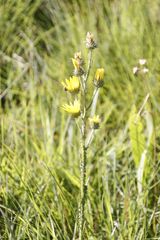 Berkheya rhapontica