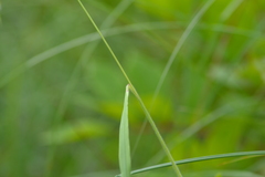 Bromus ciliatus
