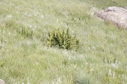 Grassland Fern (Dryopteris athamantica)