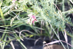 Indigofera rostrata