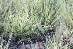 Indigofera rostrata