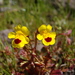 Cut-leaved Monkeyflower - Photo (c) 2010 Belinda Lo, some rights reserved (CC BY-NC-SA)