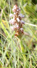 Satyrium cristatum