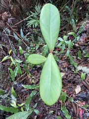 Clusiaceae