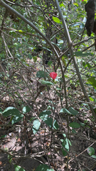 Malvaviscus arboreus