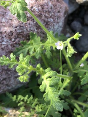 Eucrypta chrysanthemifolia