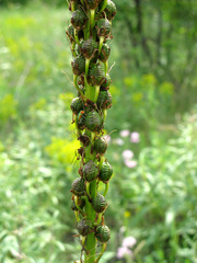 Eremurus spectabilis