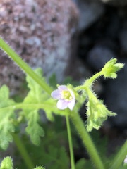 Eucrypta chrysanthemifolia