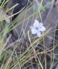 Aristea abyssinica