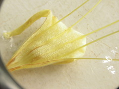 Lithospermum exsertum