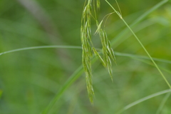 Bromus ciliatus