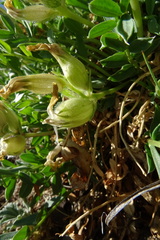Oxytropis caespitosa
