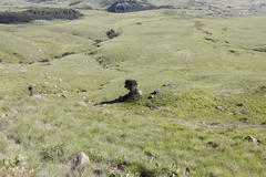 Podocarpus latifolius