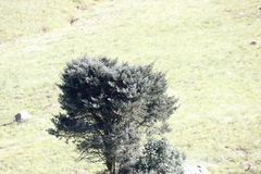 Podocarpus latifolius
