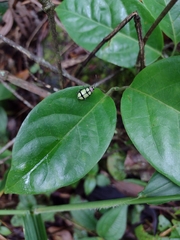 Omophoita octoguttata