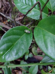 Omophoita octoguttata