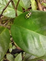 Omophoita octoguttata