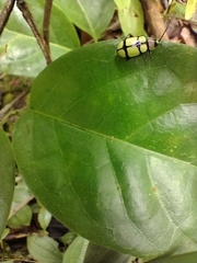 Omophoita octoguttata