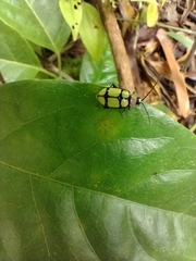 Omophoita octoguttata