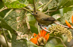 Diglossa albilatera