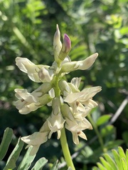 Astragalus pomonensis