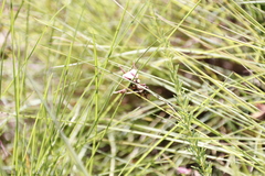 Indigofera rostrata