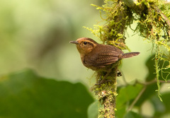 Troglodytes solstitialis