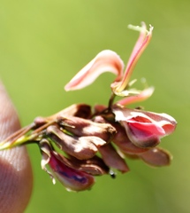 Indigofera rostrata