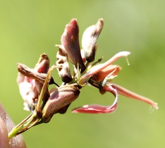 Indigofera rostrata