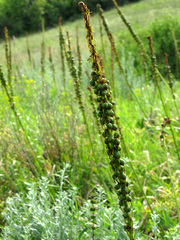 Eremurus spectabilis