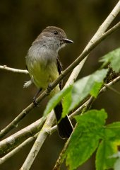Myiarchus cephalotes