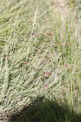 Indigofera rostrata