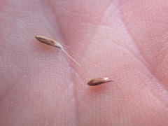 Anthoxanthum odoratum