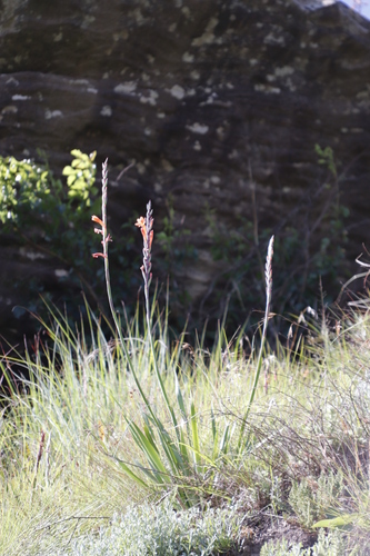 Image of Watsonia pillansii by (c) Tony Rebelo, some rights reserved (CC BY-SA)
