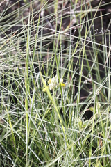 Crotalarieae